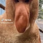 nosacz crashing out GIF Template