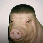 wigger pig