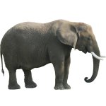 Elephant png