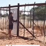 First Impressions Can Be Wrong | Wait For It | image tagged in gifs,lion,lover boy,friends,best friends,happy ending | made w/ Imgflip video-to-gif maker