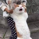 gato si ya saben como soy