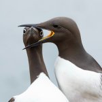 guillemot says shut up