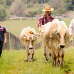 The Reason Beef Prices Are High Is