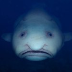 blob fish