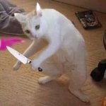 Cat with knife
