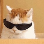 cat with googles