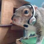 squirrel headset