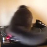 spinning cat GIF Template
