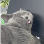 stupid looking cat meme