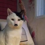 Adolf Catler template