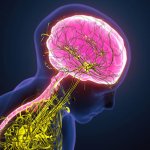 Sympathetic system template