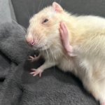 Hello this is rat