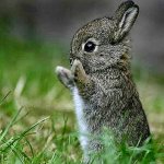 cutest bunny