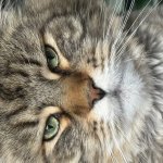 Disappointed Maine Coon cat