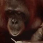 Monkey and hammer GIF Template