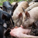 Pigs feeding on a human body