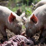 Pigs feeding on a human body