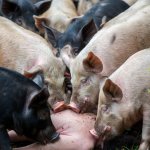 Pigs feeding on a human body