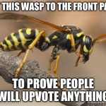 Wasp | GET THIS WASP TO THE FRONT PAGE; TO PROVE PEOPLE WILL UPVOTE ANYTHING | image tagged in wasp | made w/ Imgflip meme maker