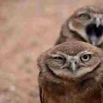 Annoyed Owl