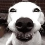 Dog smile meme