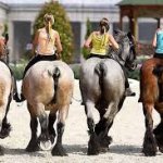 Draft Horse Bums