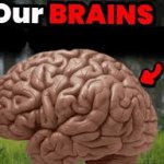 Our BRAINS meme