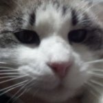 Sour Hart announcement template template