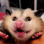 Happy possum