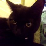 Halloween's over meme