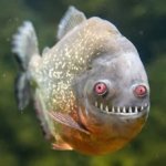 scary pirana