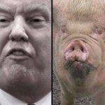 Quiet! Quiet, piggy!