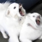 Pitbull watching a fight