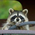 Drive racoon