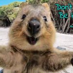 Don't Worry. Be Happy. by Bobby McFerrin | Don't worry! 
  Be Happy; by
 Bobby McFerrin | image tagged in quokka hugz | made w/ Imgflip meme maker