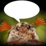 Doodlebug/odd announcement temp meme