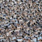 duck mass