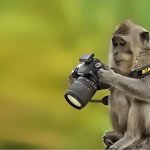Monkey holding a photo camera