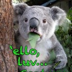 Surprised Koala | Marko; ‘ello,
   luv…; Good onya | image tagged in memes,surprised koala | made w/ Imgflip meme maker