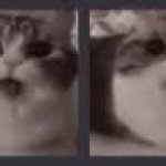 Cat Kaboom Chain GIF Template
