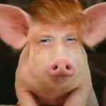 Trump piggy