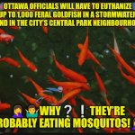 Euthanizing feral goldfish | OTTAWA OFFICIALS WILL HAVE TO EUTHANIZE UP TO 1,000 FERAL GOLDFISH IN A STORMWATER POND IN THE CITY’S CENTRAL PARK NEIGHBOURHOOD; 🤦‍♀️🤷‍♂️WHY❔️❕️THEY’RE PROBABLY EATING MOSQUITOS!🤦‍♀️ | image tagged in ottawa feral goldfish,goldfish | made w/ Imgflip meme maker
