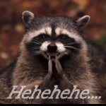 Wicked raccoon meme