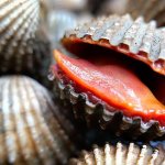 Talking Blood Clam