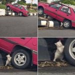 Cat lifting car