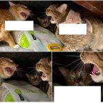 3 cats 2 hissing