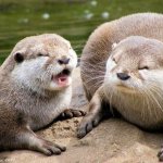 otters screaming not happy