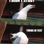 Tests | TEST DAY; I DIDN'T STUDY; TURNS IN TEST; GETS AN A | image tagged in memes,inhaling seagull,funny,bird,birds | made w/ Imgflip meme maker