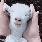 Goat GIF Template