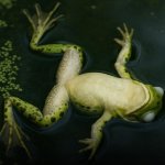 Bro look a retarded gay frog or s/s like Alex Jones said!